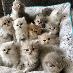 Meet your Posher, Lauren